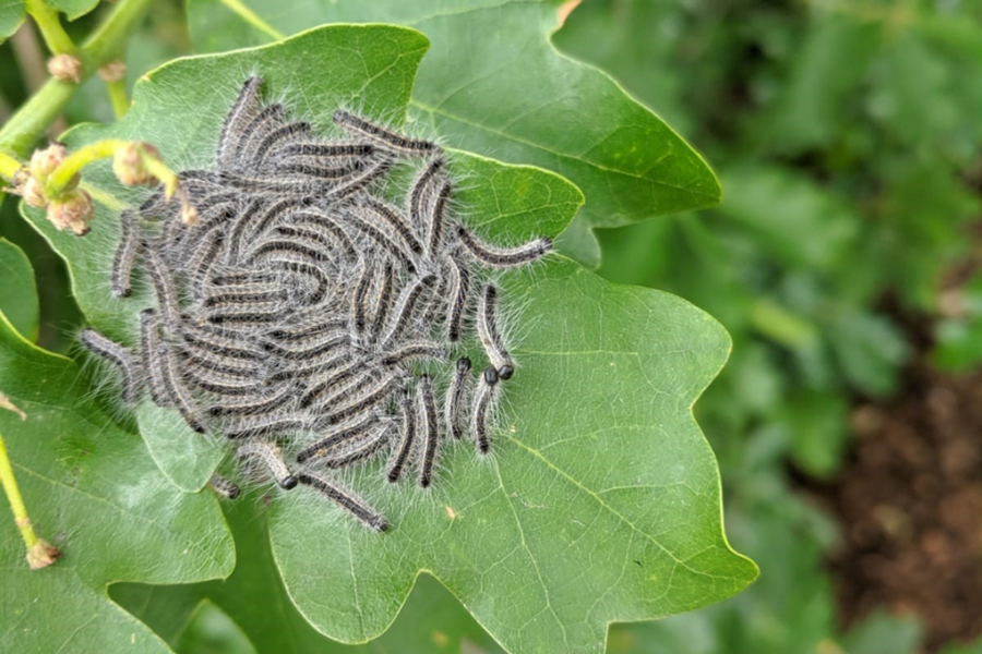 OPM caterpillars image from .gov.uk website